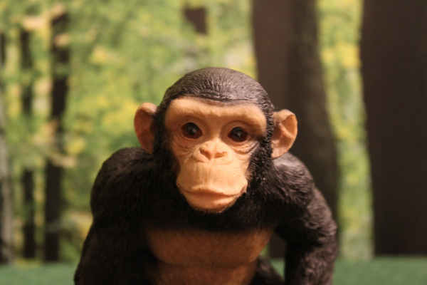 Schimpanse klein - stehend